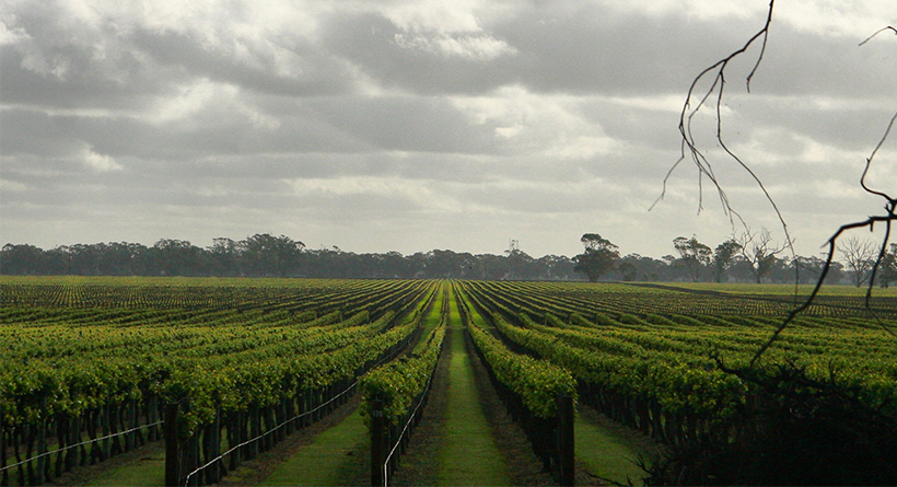 Glendon vineyard